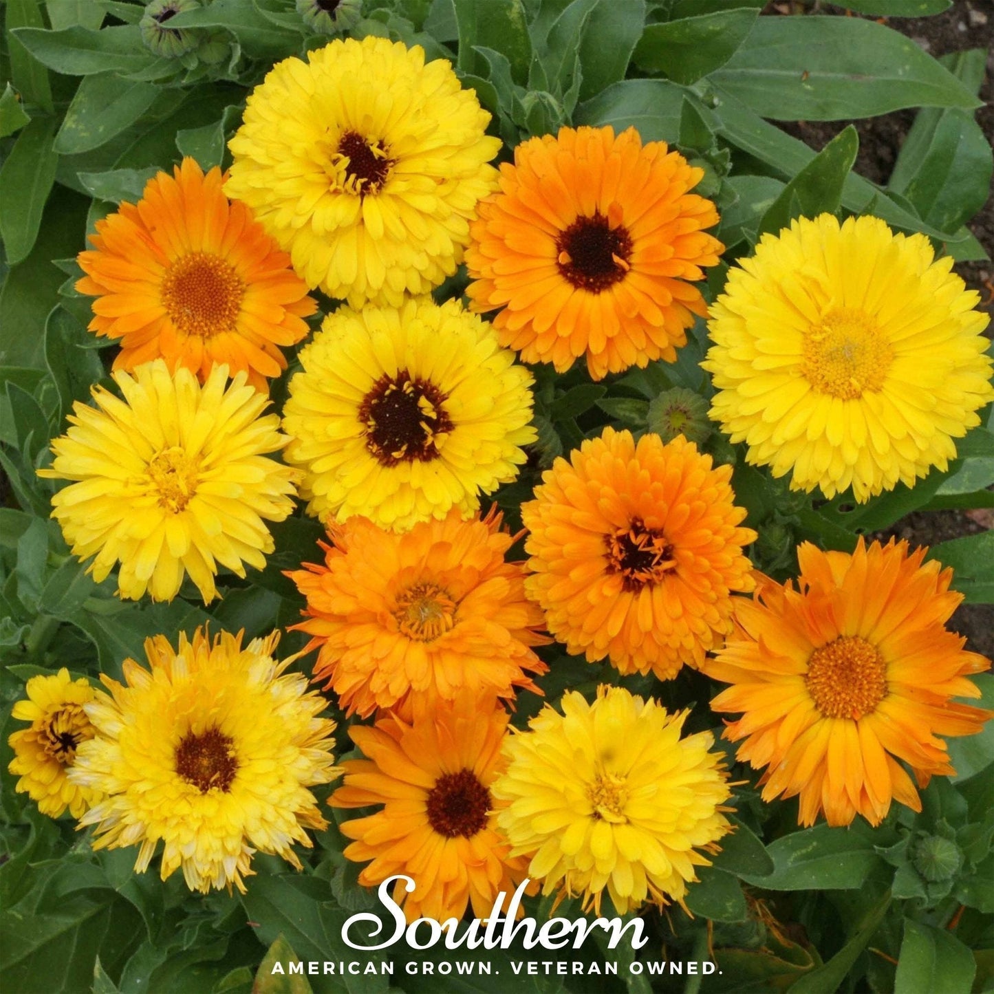 Fiesta Gitana Calendula Seeds – Heirloom Pot Marigold, Bright Yellow & Orange Flowers, Edible Petals, Medicinal Herb, 100 Seeds