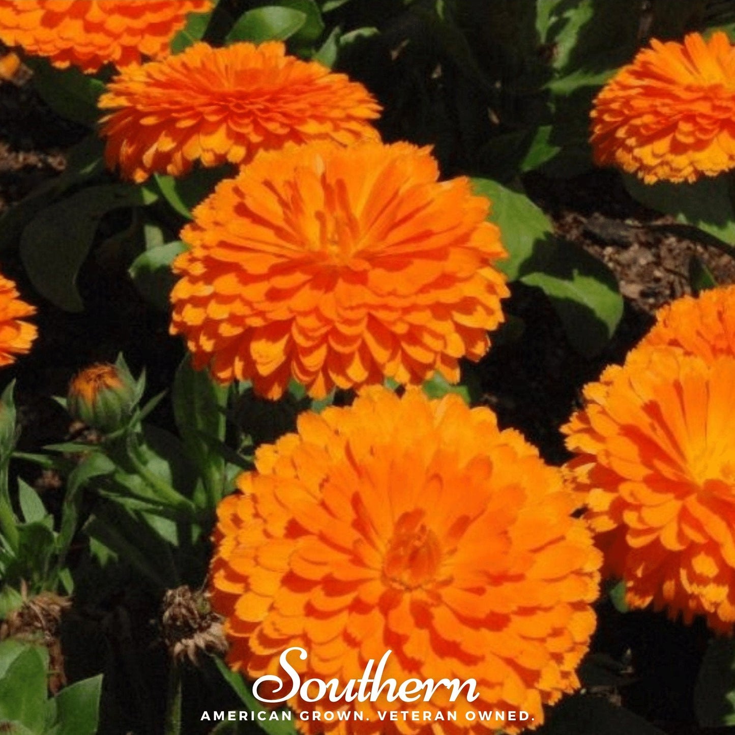 Orange King Calendula Seeds – Heirloom Non-GMO Annual with Bright Orange Double Flowers, Edible Petals, Medicinal Herb, Calendula officinalis