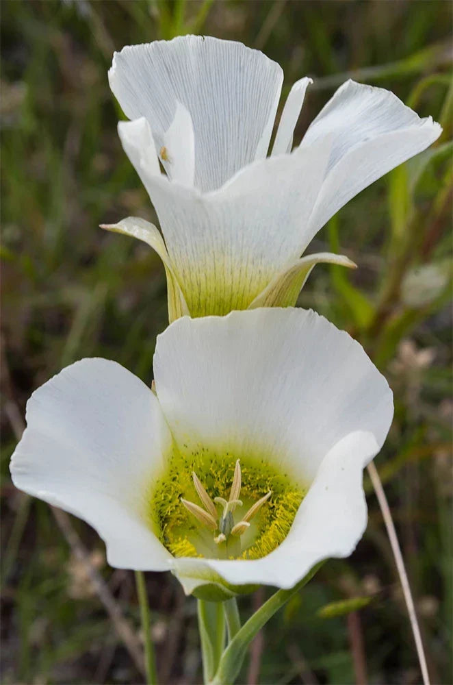 Calochortus gunnisonii Seeds | Rocky Mountain Mariposa Lily | Native Perennial Wildflower | Pollinator-Friendly Plant