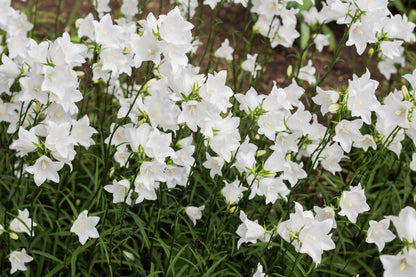 500 White PEACH LEAVED BELLFLOWER Campanula Persicifolia Flower Seeds