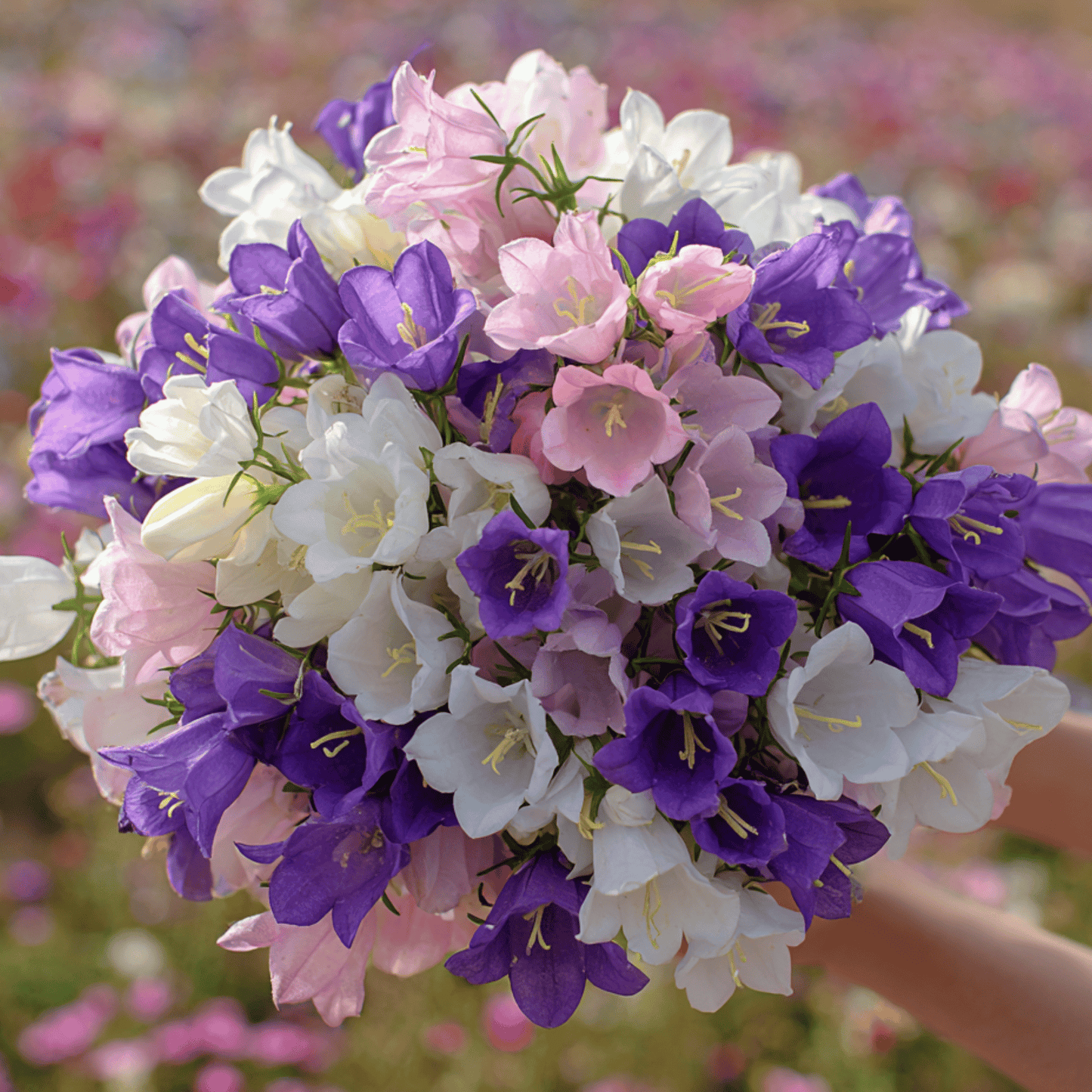 Canterbury Bells Mix Seeds - Heirloom Flower Seeds for Cottage Garden, Cut Flowers & Pollinators (Campanula medium)