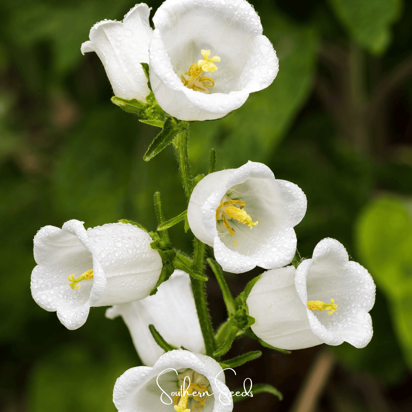 Canterbury Bells Mix – 100 Seeds