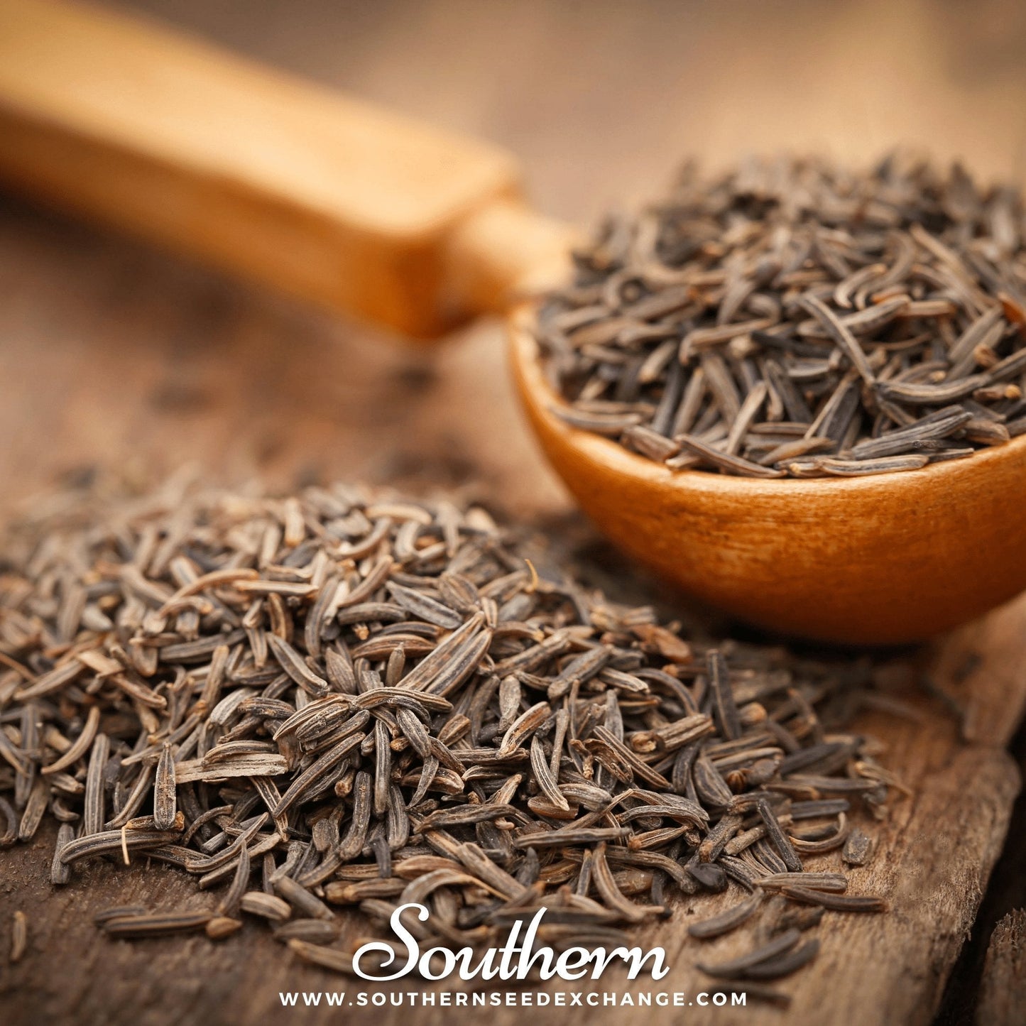 Caraway Seeds – 150 Heirloom Open Pollinated Non-GMO – Culinary Herb for Baking & Cooking – Carum carvi