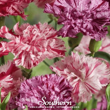 Chabaud Picotee Carnation Mix – 25 Seeds