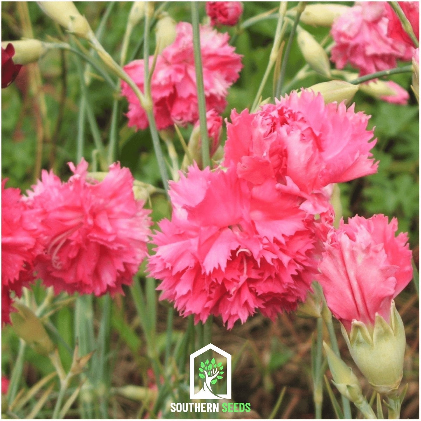 Rose Grenadin Carnation – 25 Seeds