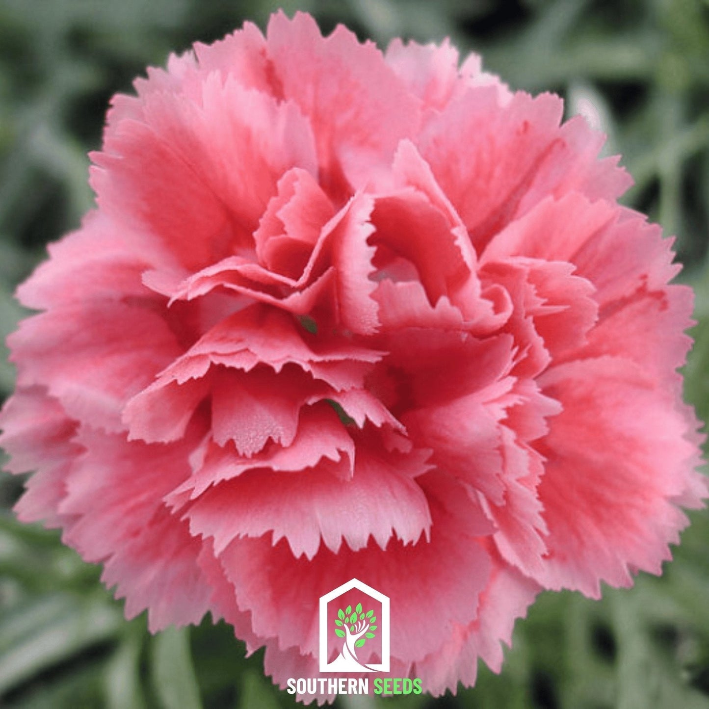 Rose Carnation Seeds, Grenadin Heirloom Dianthus caryophyllus, Long-Lasting Cut Flower, Pink Fragrance, Garden & Bouquet