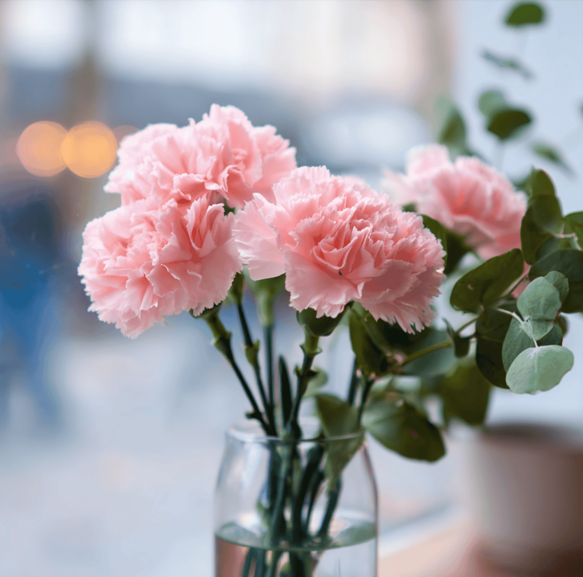 La France Carnation Seeds – Heirloom Clove Pink, Fragrant Silvery-Pink Blooms, Cut Flower, Dianthus caryophyllus, 50 Seeds