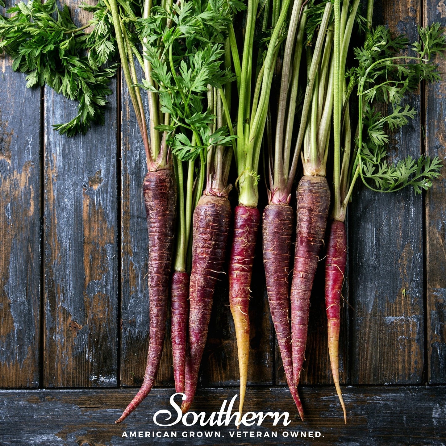 Cosmic Purple Carrot Seeds – Heirloom, Non-GMO, Bright Purple Skin & Orange Core, 250 Seeds, Daucus carota, Full Sun, 12-18 inch tops