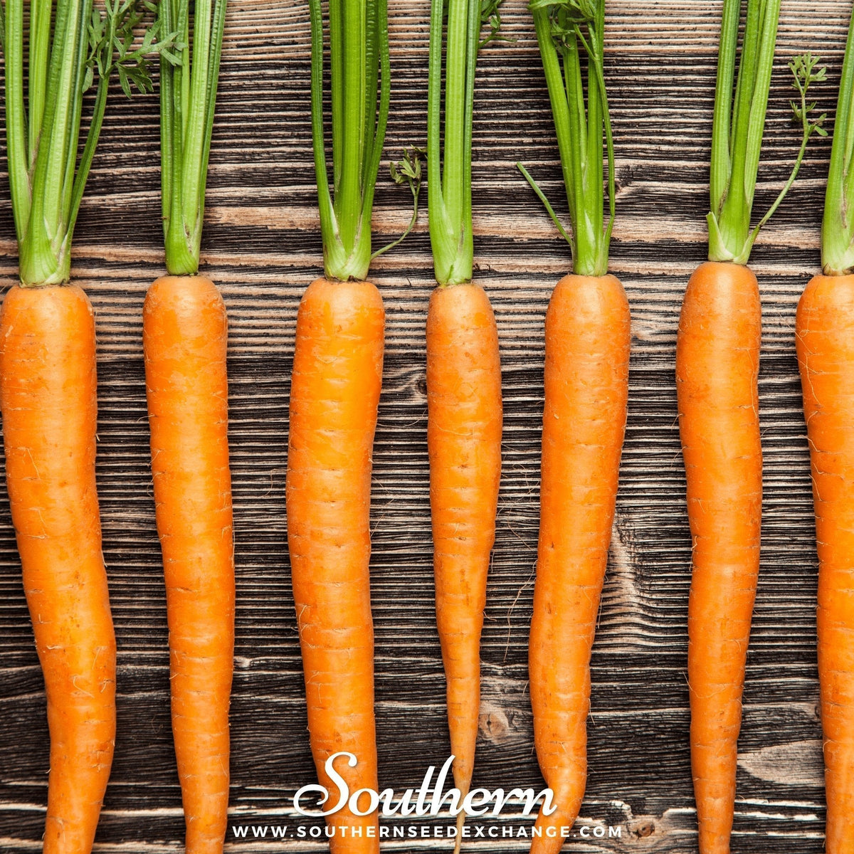 Imperator Carrot Seeds 250 Count | Long, Slender, Sweet Daucus carota All-American Selections