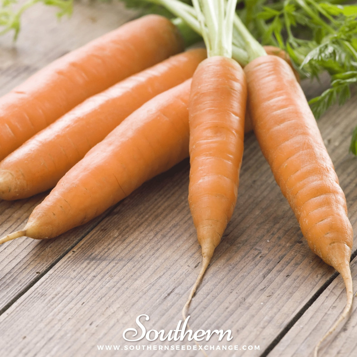 Little Finger Carrot Seeds – 250 Heirloom, Non-GMO, Sweet, Crisp, Daucus carota, Perfect for Container Gardening