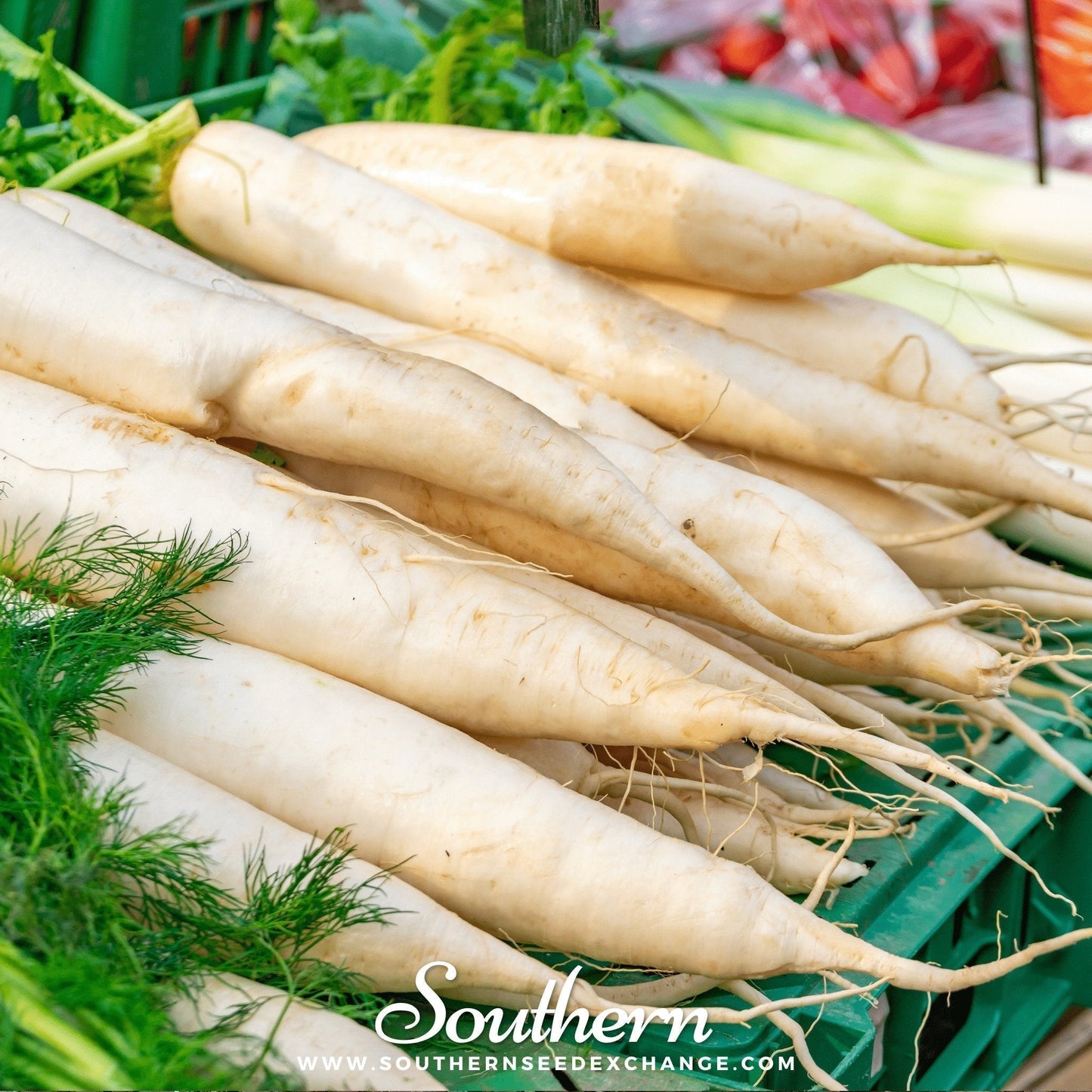 Lunar White Carrot Seeds – Heirloom, Non-GMO, Open Pollinated, Creamy White Roots, 250 Seeds, Vegetable Garden, USDA Zones 3-9