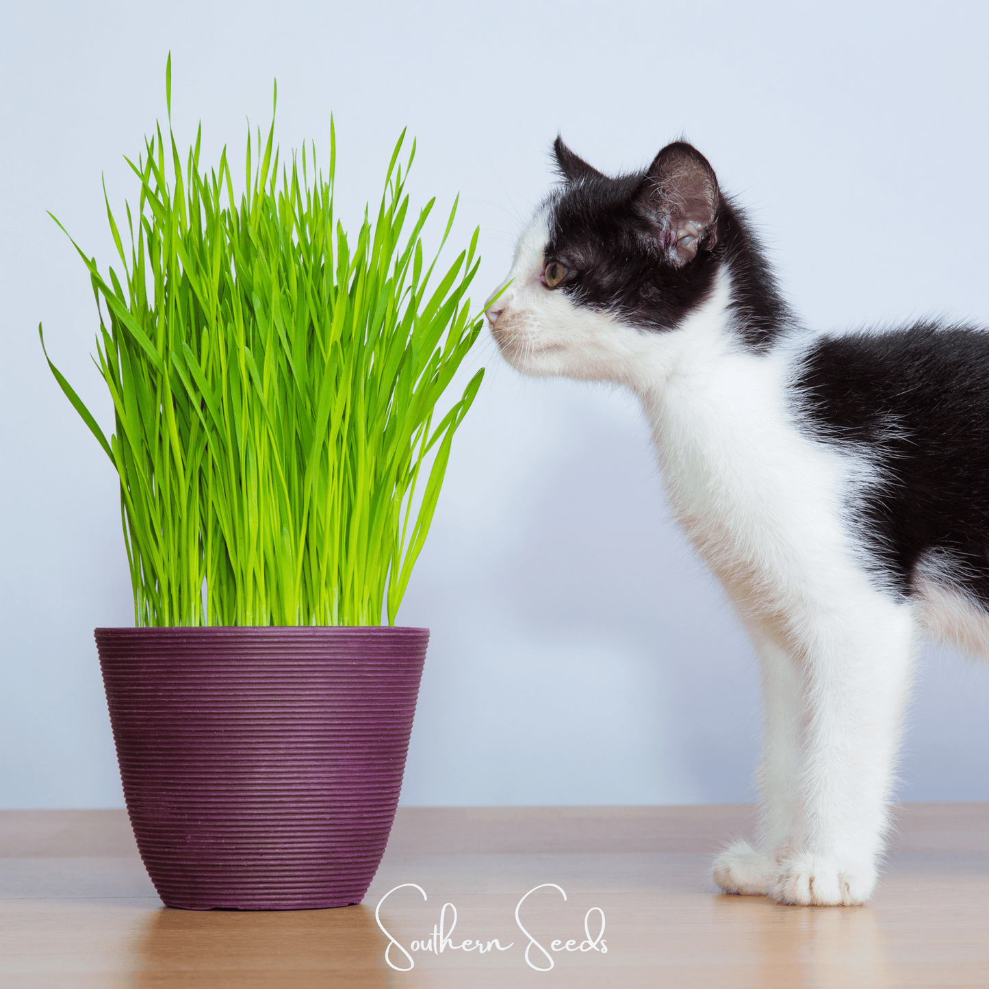 Cat Grass Seeds – Variegated Barley (Hordeum vulgare) for Pets & Ornamental, 50 Seeds
