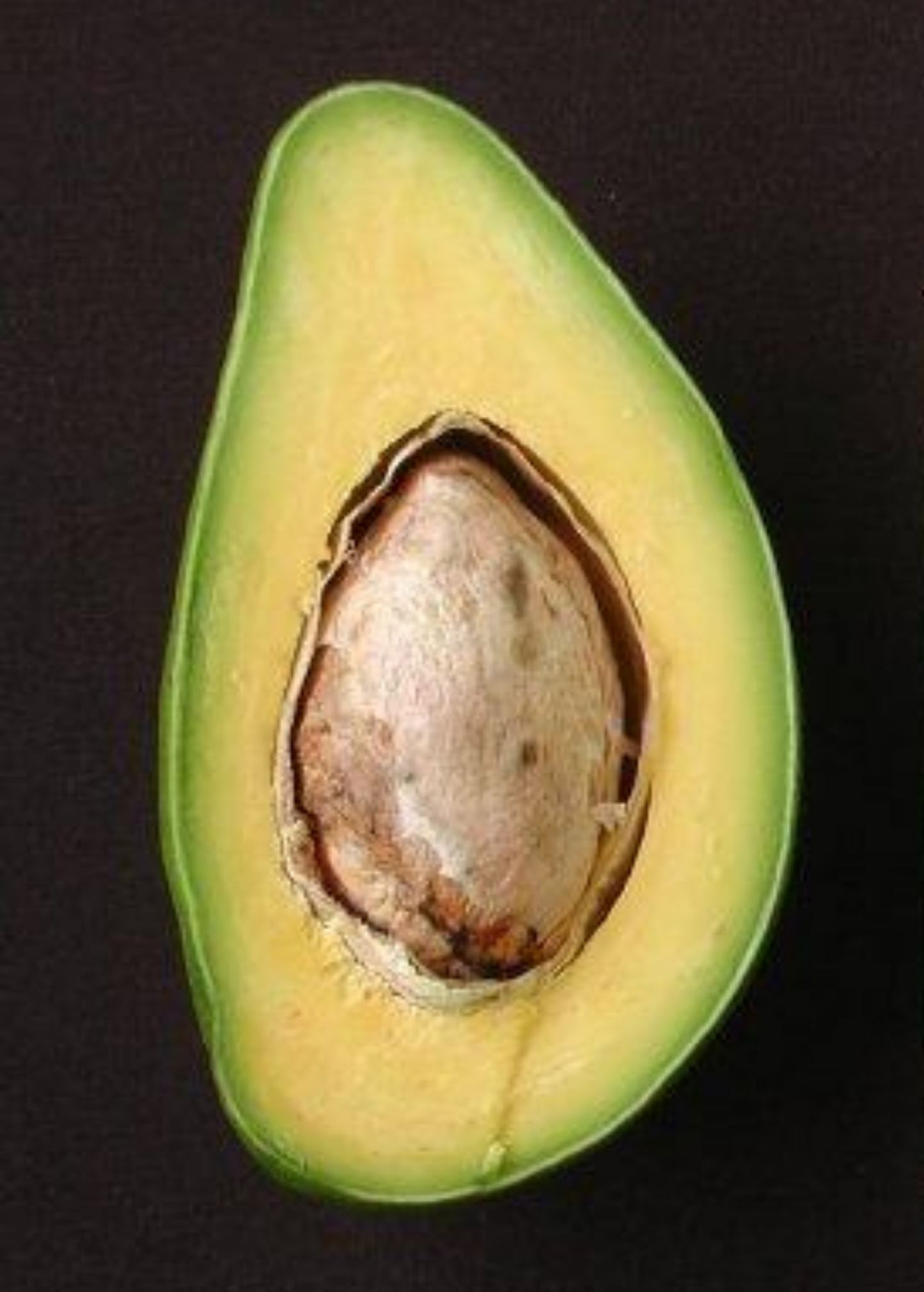 Avocado Tree Catalina Persa americana Fruit Tree for Tropical Gardens, Large Fruit, Sweet Flavor