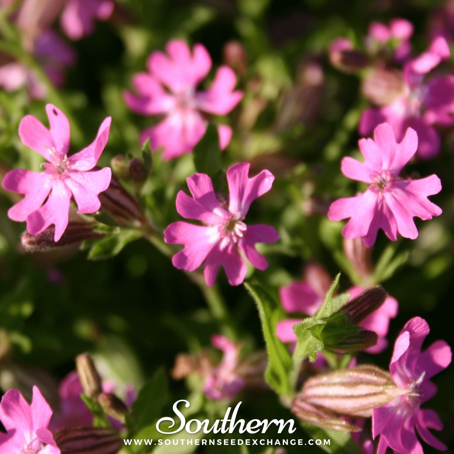 Nodding Catchfly Seeds – 100 Pastel Pink Wildflower Seeds for Gardens, Hanging Baskets & Borders, Biennial, US Grown