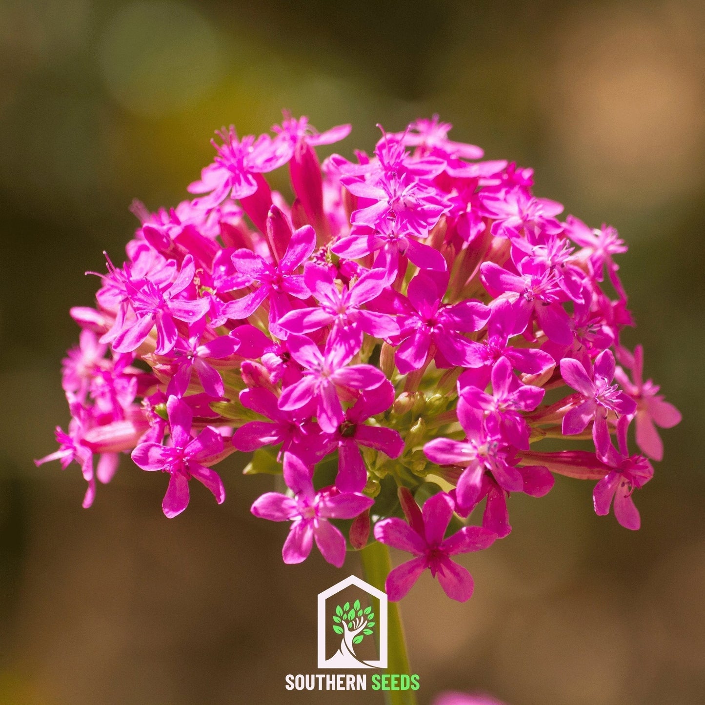 Catchfly Flower Seeds – 250 Fuchsia Silene armeria Annual for Pollinators and Garden Brightening