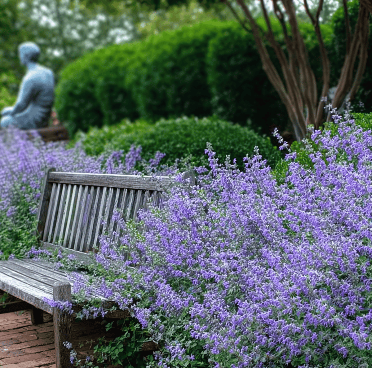 Catmint Seeds - Heirloom Nepeta mussinii for Borders, Pollinators, Drought Tolerance, Lavender-Blue Flowers, Perennial, 100 Seeds