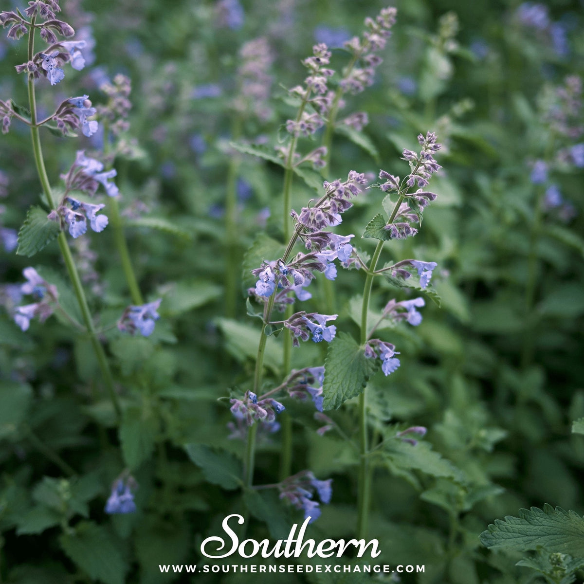 Catnip Seeds 250 Pack | Nepeta cataria Perennial Herb for Cats & Tea | Drought Tolerant, Heirloom, Non-GMO