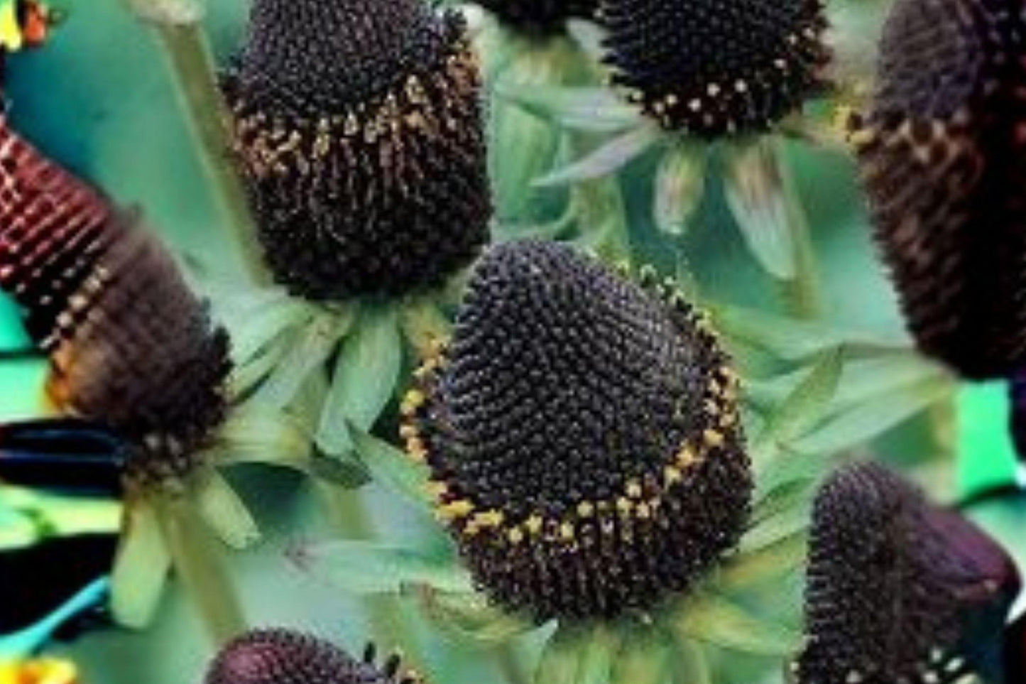 Western Coneflower Seeds – Rudbeckia occidentalis – Native Wildflower, Pollinator Plant, Perennial for Meadows & Borders