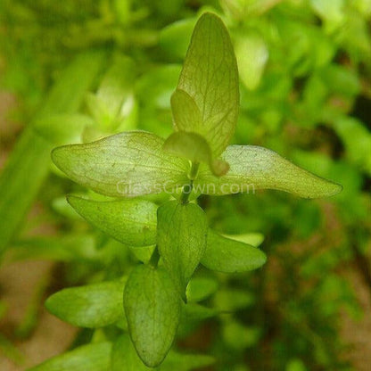 Lemon Bacopa Caroliniana