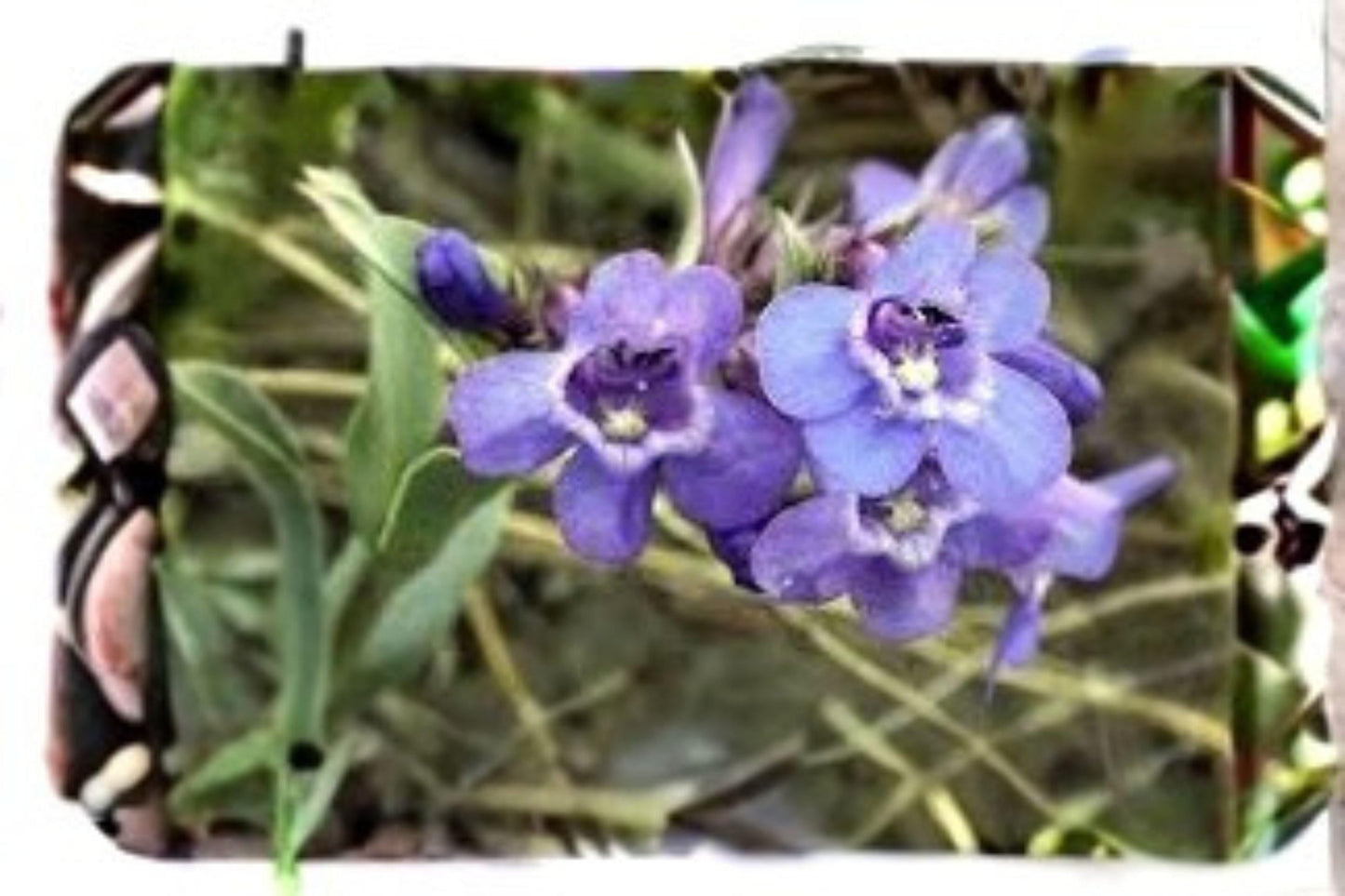 Penstemon nitidus Seeds – Waxleaf Beardtongue Native Wildflower for Pollinator Gardens, 100 mg