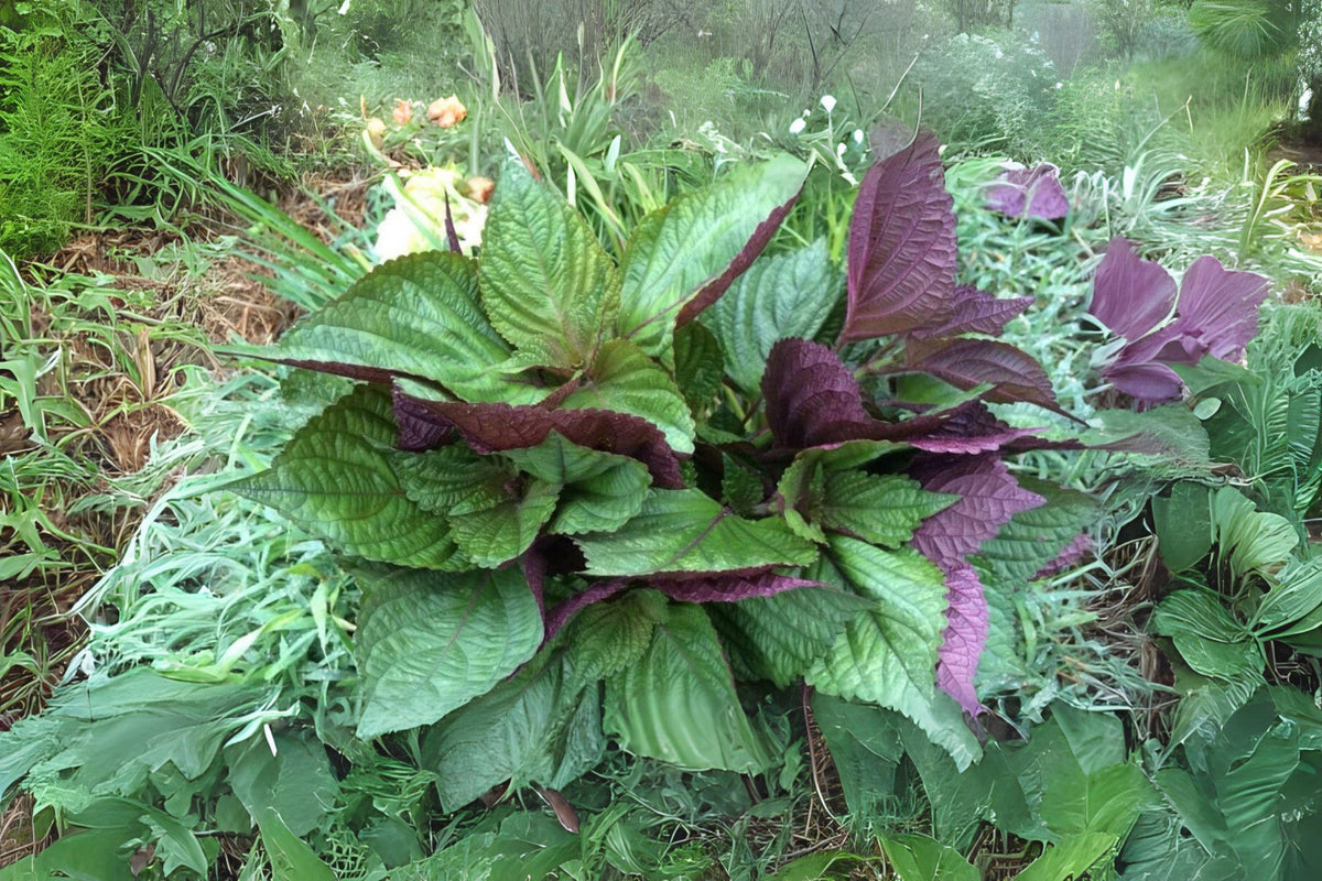 Red Leaf Perilla Shiso Seeds 400 Count, Perilla frutescens var. crispa, Korean & Japanese Culinary Herb, Grow Your Own
