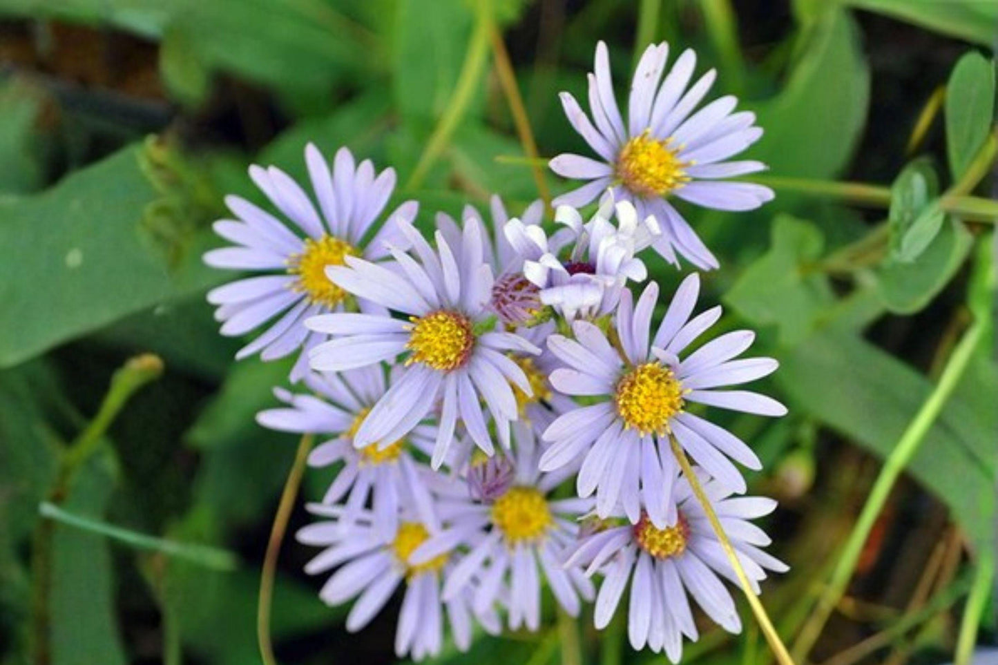 100 Smooth Blue Aster Seeds – Symphyotrichum laeve – Native Wildflower for Pollinators & Fall Blooms