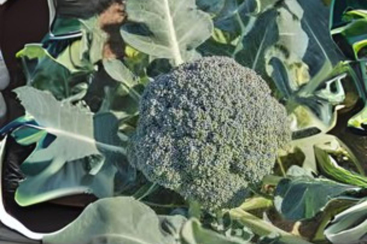 Waltham 29 Broccoli Seeds - Heirloom, Cold-Hardy, 300 Seeds, Brassica oleracea var. italica, Cool-Season Vegetable