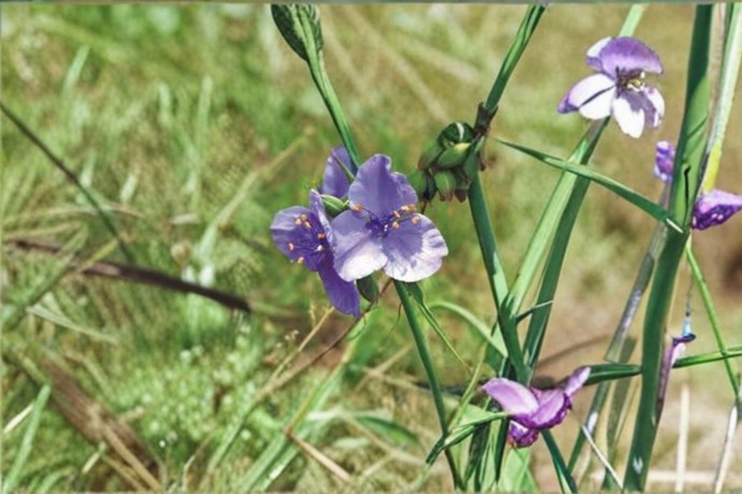 150 Prairie Spiderwort Seeds - Native Wildflower with Blue Blooms, Pollinator Plant, Tradescantia bracteata, Perennial for Gardens & Meadows