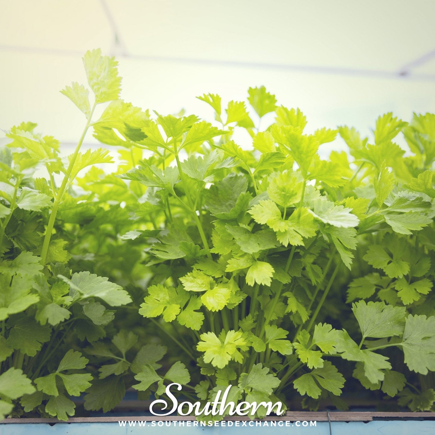 Cutting Celery Seeds – Heirloom Leaf Celery for Season-Long Harvest – Apium graveolens, 200 Seeds