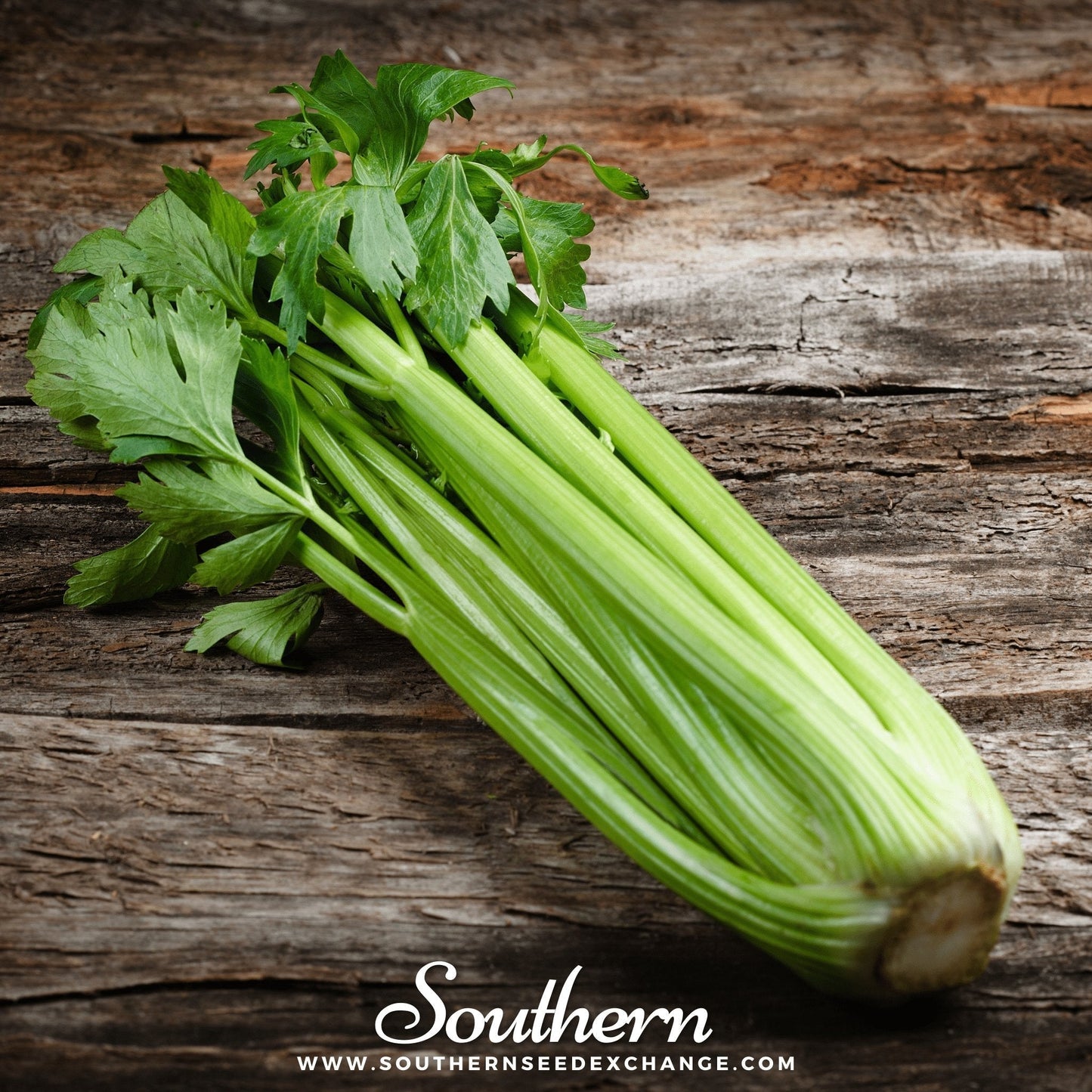 Utah 52-70 Celery Seeds – Heirloom, Open Pollinated, Non-GMO, 300 Seeds, Crisp Stalks, All-Purpose, Apium graveolens