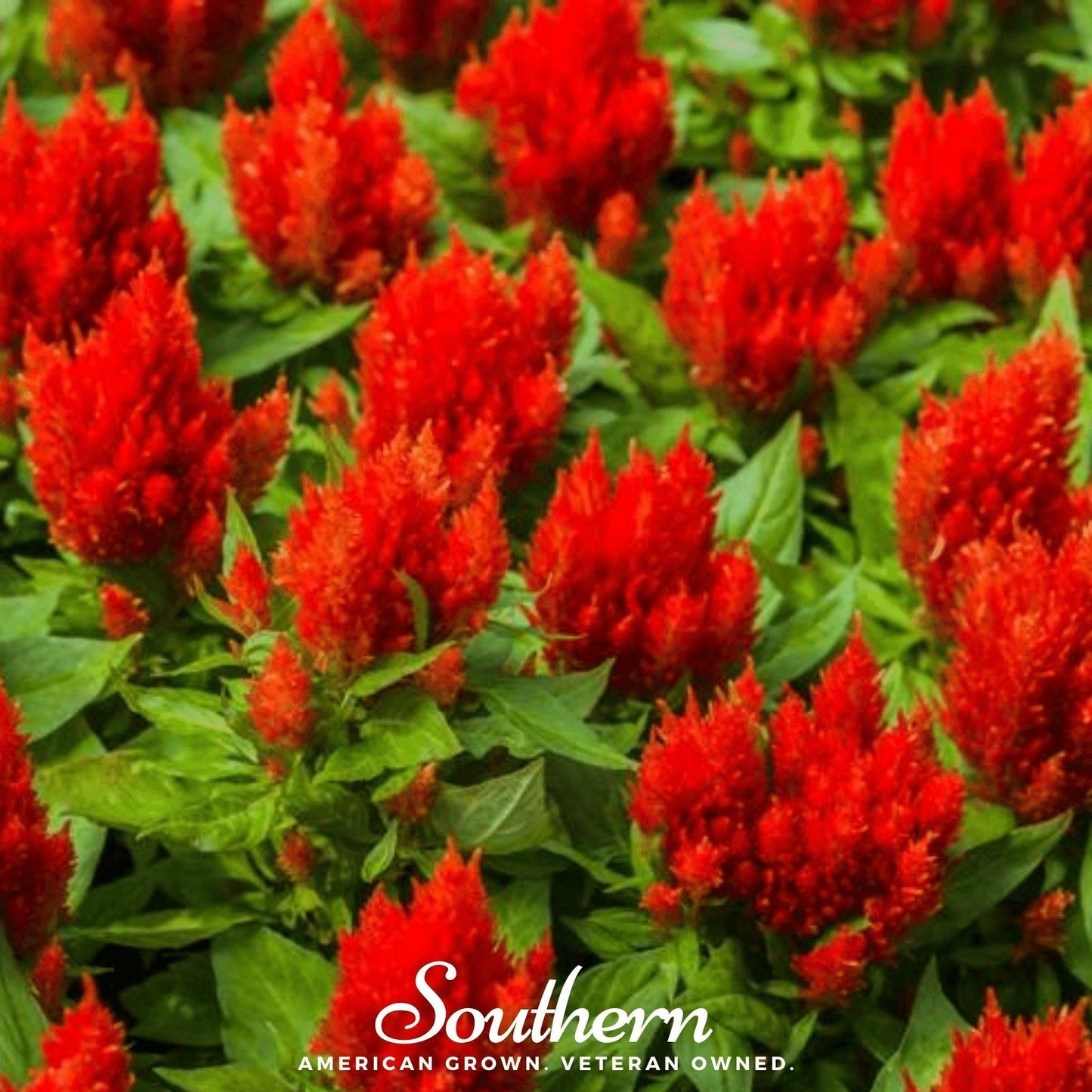 Nana Glitter Scarlet Celosia Seeds – Woolflower, Ornamental Annual, Bright Red, Amaranth Family, Easy to Grow, Non-GMO, USDA Zones 3-10
