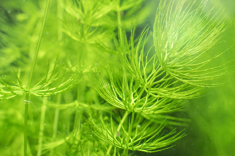 Hornwort Live Aquarium & Pond Plant – Ceratophyllum demersum, Fast-Growing Oxygenator for Tanks & Ponds