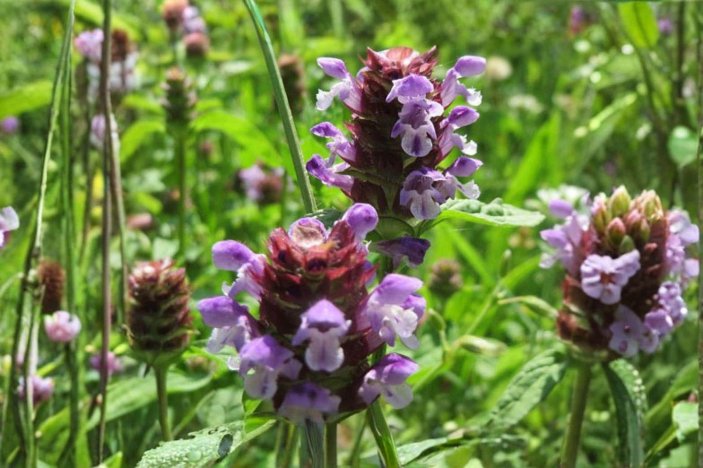 Heal All Seeds – Prunella vulgaris Herbaceous Perennial Groundcover for Pollinators and Edible Herb, 100 Seeds
