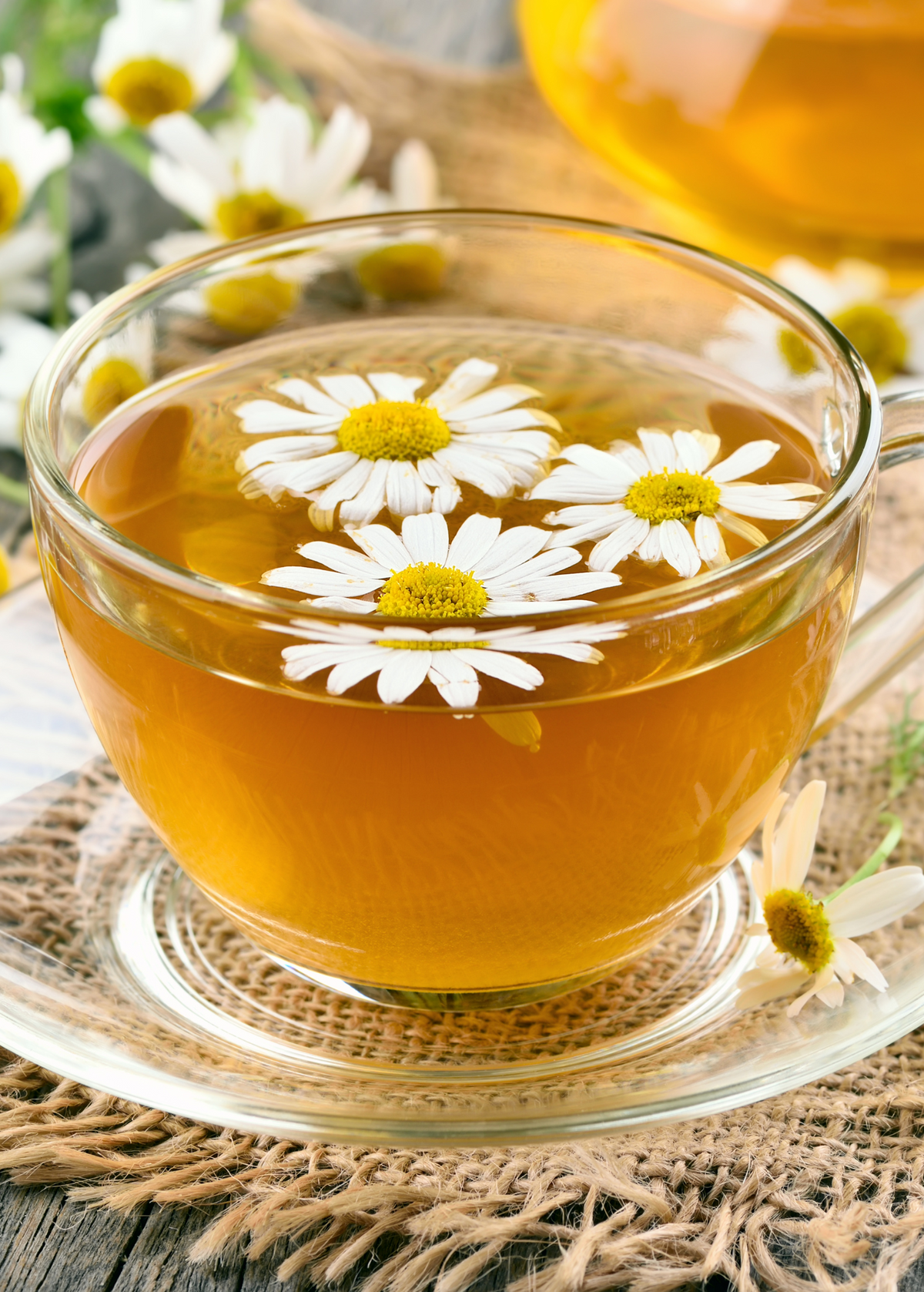 Chamomile Herb Plant - Matricaria chamomilla - Dainty White and Yellow Flowers for Tea, Relaxation & Garden Pollinators