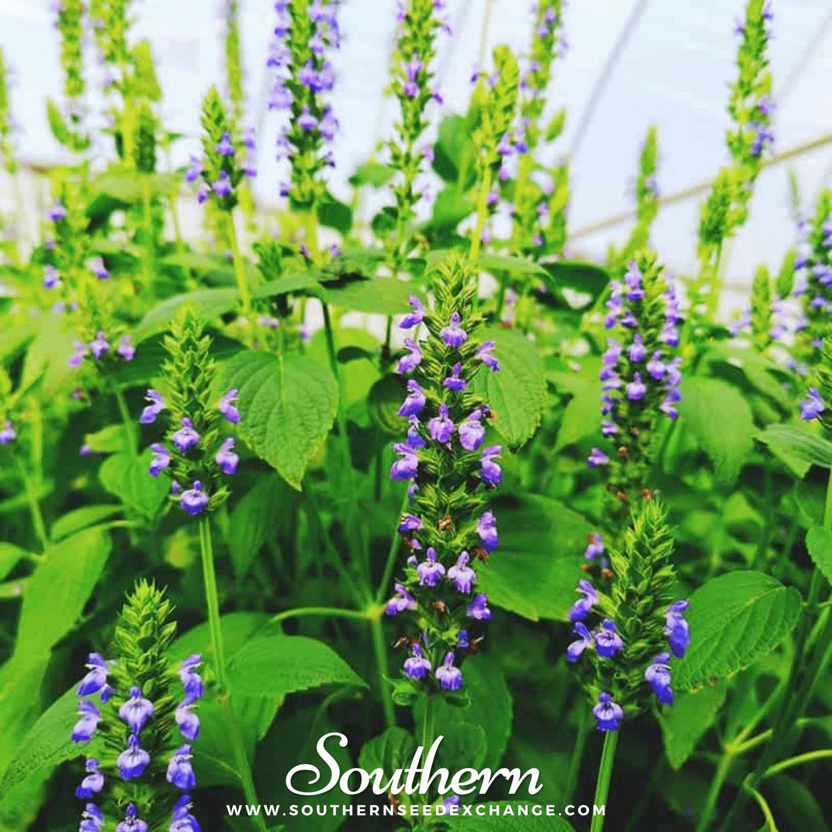Chia Seeds 250 Pack Heirloom Salvia hispanica Organic Non-GMO Drought-Tolerant Superfood Plant