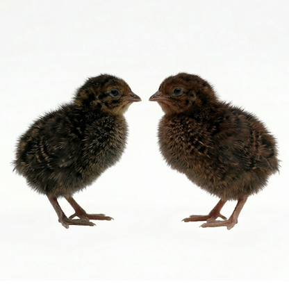 Midnight Velvet Quail Hatching Eggs – Premium Tibetan & Rosetta Coturnix Breeding Stock
