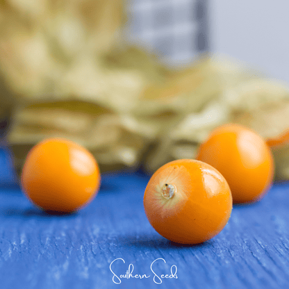Chinese Lantern – 50 Seeds