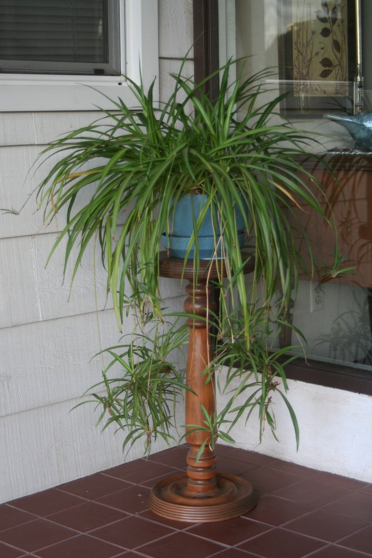 10 Spider Plant Pups Ready to Root – Chlorophytum comosum – Indoor Air Purifying Houseplants for Beginners