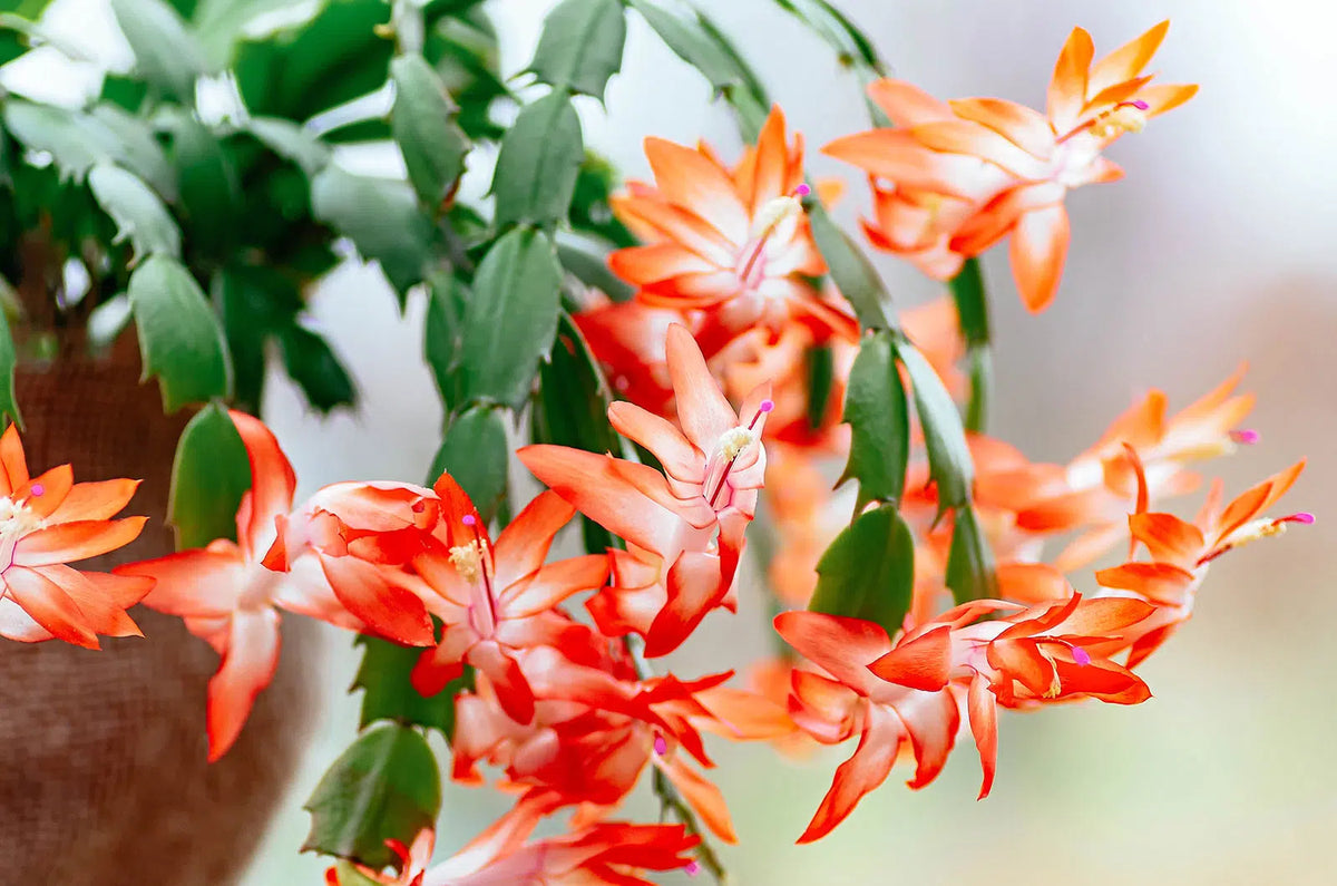 Orange Christmas Cactus Live Plant – 5-6 Inch Schlumbergera truncata with Holiday Blooms, Indoor Succulent, Easy Care