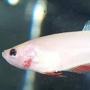 Female Betta Sorority 3 Pack