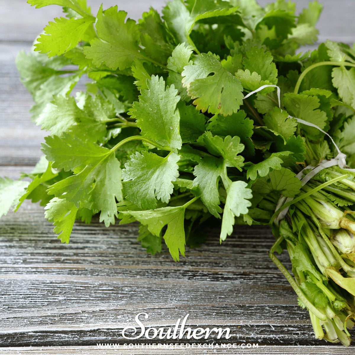 Santo Cilantro Seeds – 100 Non-GMO Heirloom Coriandrum sativum for Fresh Leaves & Seeds, Cool-Weather Herb, Long Harvest