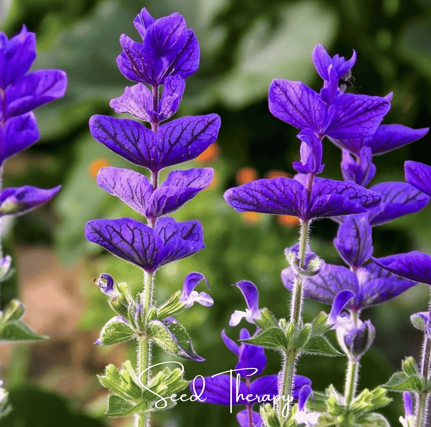 Blue Monday Clary Sage Seeds – Heirloom, Drought Tolerant, Deep Blue-Violet Bracts, Salvia viridis, 50 Seeds