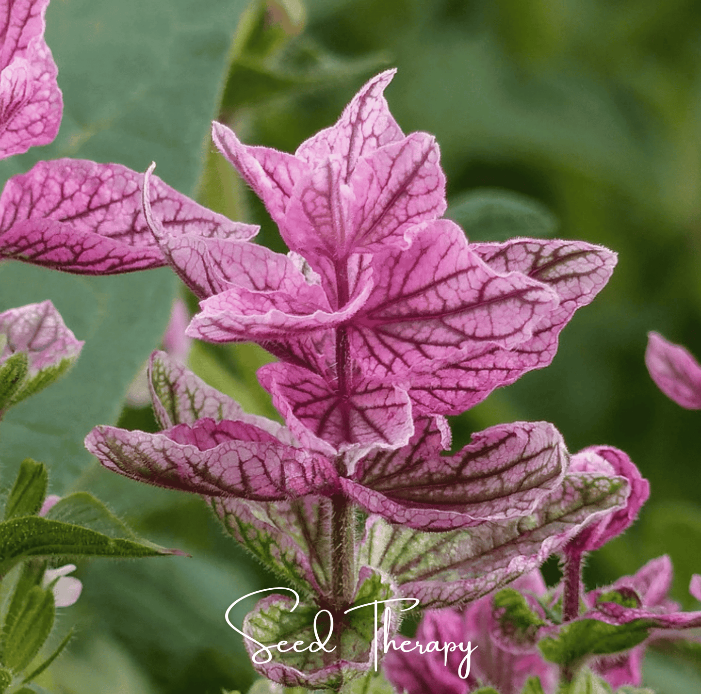 Pink Sundae Clary Sage Seeds – Bright Pink Bracts, Long-Lasting Cut Flowers, Heirloom Salvia viridis, Easy to Grow, Drought Tolerant