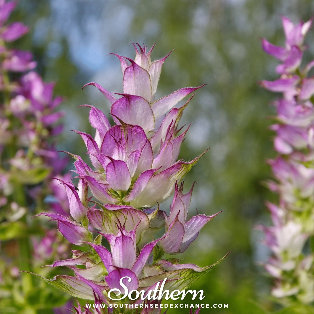Clary Sage Seeds – 50 Non-GMO Heirloom Herb Seeds for Garden, Full Sun, Well-Drained Soil, USDA Zones 4-10