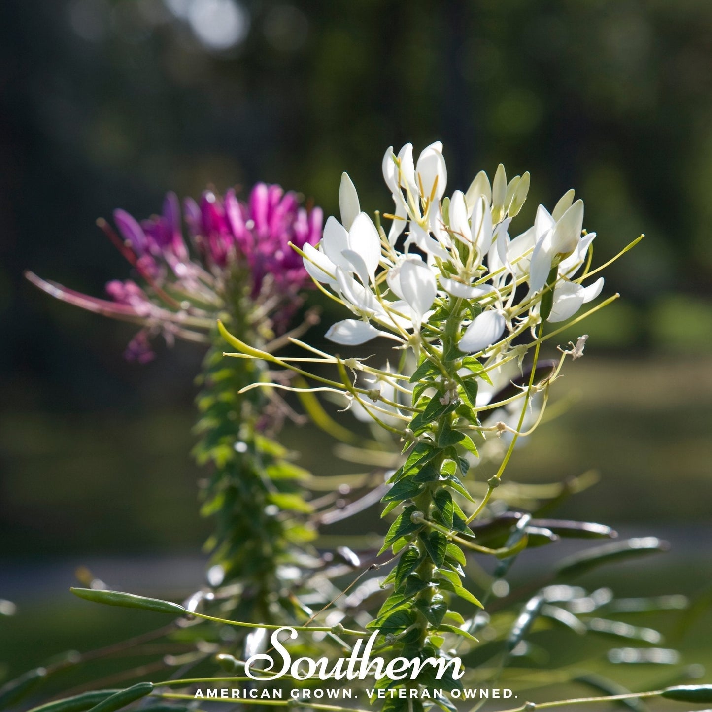 Spider Flower Seeds | Cleome hassleriana Heirloom | 50 Seeds for Garden Borders & Summer Blooms