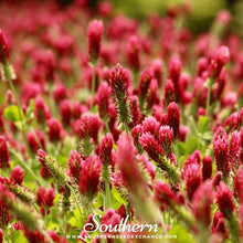 Crimson Clover Seeds 1,000 Heirloom Trifolium incarnatum Cover Crop Nitrogen Fixer Soil Enrichment