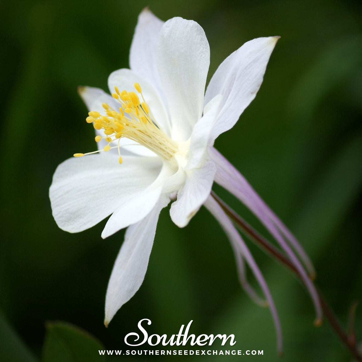 Crystal Star Columbine Seeds - Aquilegia Caerulea Heirloom Non-GMO Perennial for Garden, Cut Flowers, Butterfly & Hummingbird Attractant