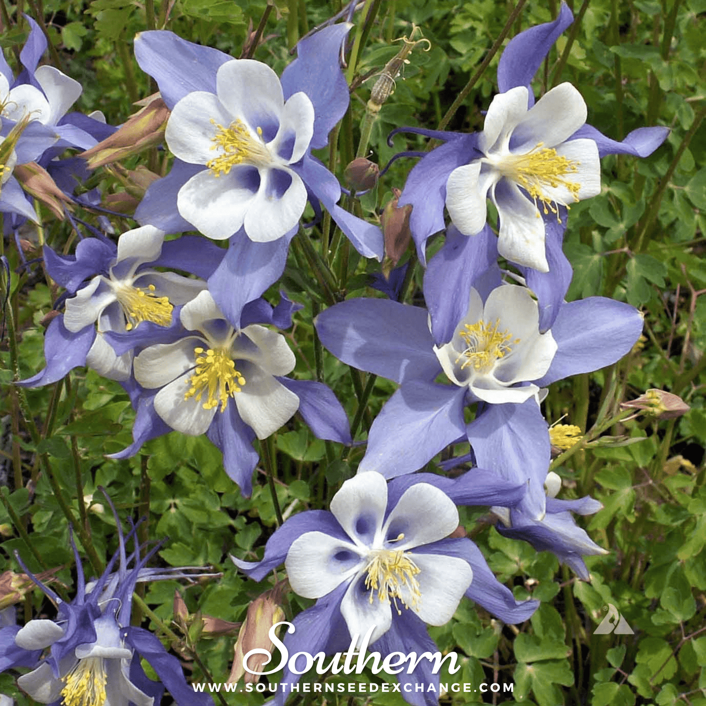 Dwarf Columbine Seeds Mix | Aquilegia vulgaris Heirloom Perennial for Borders & Containers