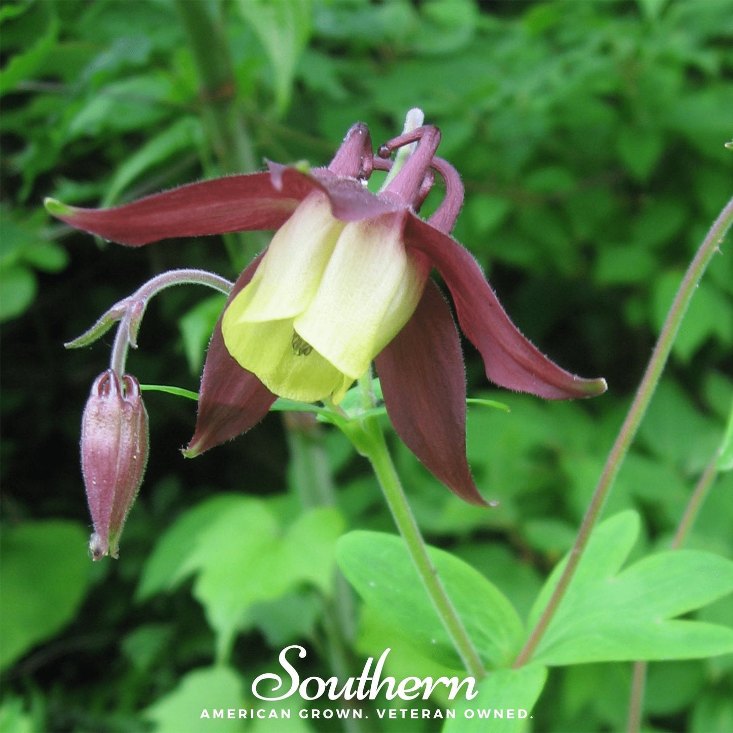 Oriental Columbine Seeds - 100 Non-GMO American Grown Perennial Flower - Aquilegia orientalis