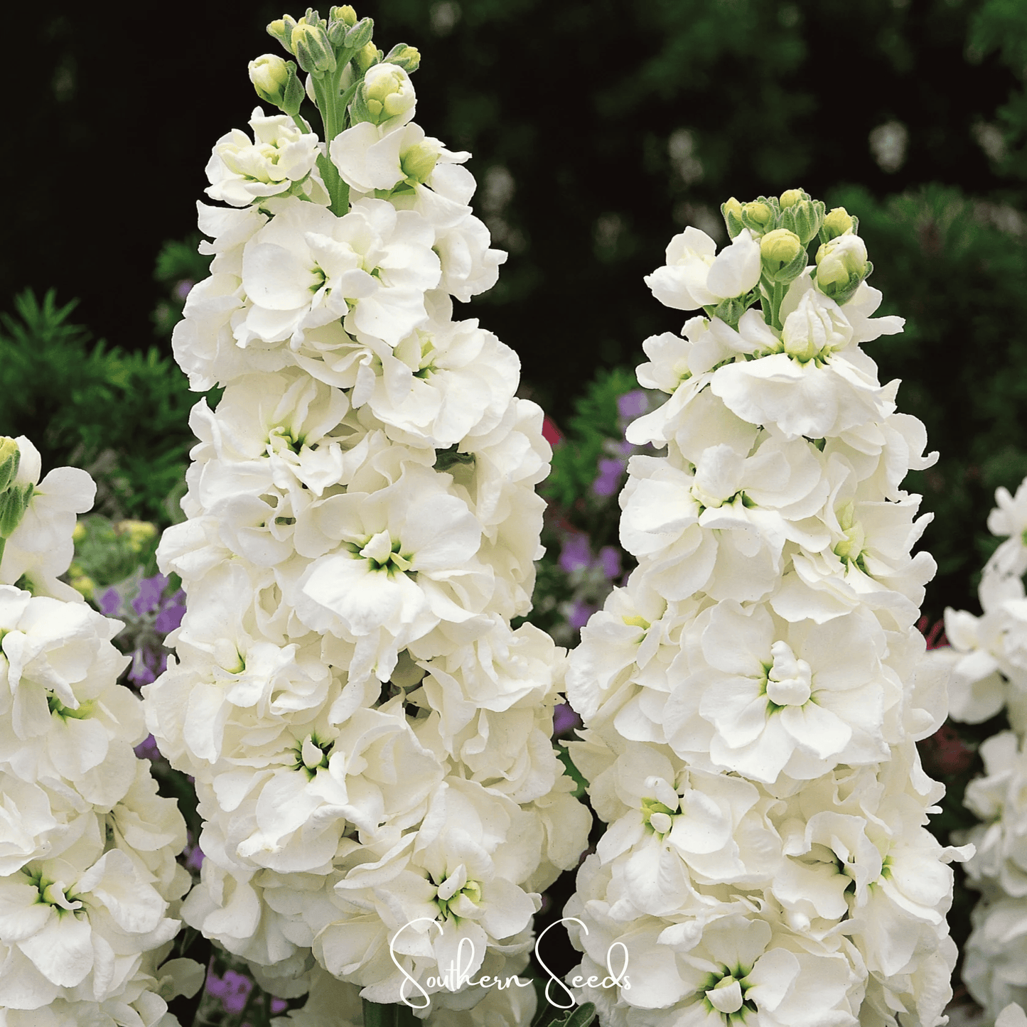 White Goddess Stock Seeds – Heirloom, Fragrant, White Double Flowers, Matthiola incana, Cut Flower, Spring Bloom, 50 Seeds
